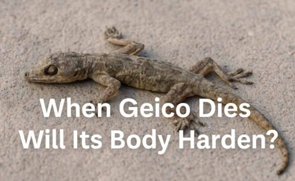 When Geico Dies Will Its Body Harden